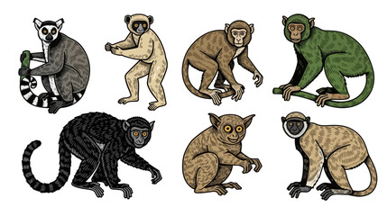 Collection of Various Lemur Species in Detailed Vector Illustration © colorshapppy