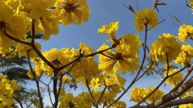Golden Trumpet Tree Flowers (Handroanthus chrysotrichus) under Blue Sky - Bright Spring Bloom