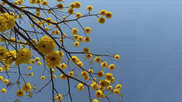  Low-angle view of yellow Tabebuia chrysantha flowers blooming against a clear blue sky - Summer floral background