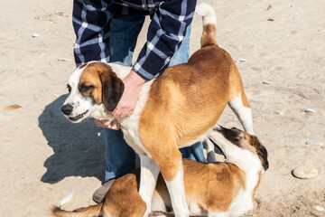 Man showing affection to friendly mixed breed dogs on sandy beach, symbolizing compassion, trust and human animal bond.