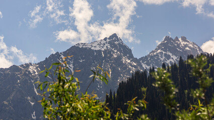 Fototapeta premium alpine meadow in the mountains
