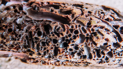Pieces of wood eaten by shipworm turu (Teredo navalis), saltwater clam, marine bivalve molluscon, It has made tunnels in floating or submerged timber. Littoral zone of the Banda sea. Indonesia © max5128