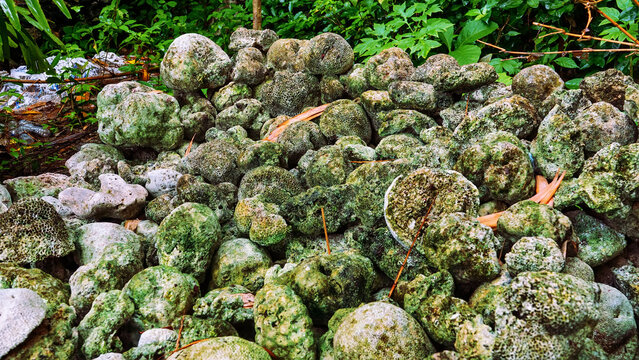 Volcanic tuff (igneous-rock froth, pumice-stone) and skeletons of sponges beach on the coast of Sulawesi. Dead Coral Beach