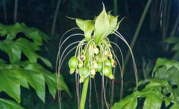 Polynesian arrowroot, seashore bat lily (Tacca leontopetaloides) in Sulawesi Island. bracts, tubers food source. Night shot