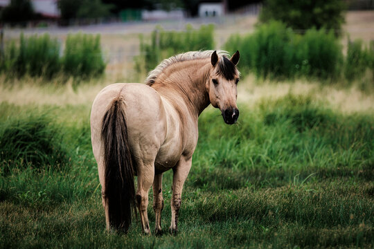 Norwegian Fjord horse standing in green pasture looking back at camera - real photography - authentic - no ai