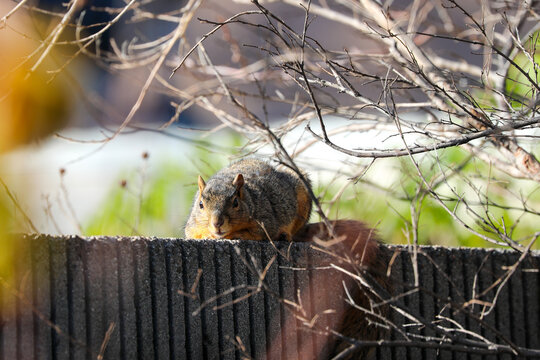 View of a squirrel perched on a textured grey wall amidst a tangle of branches, the sunlight casting a warm glow, Orange, California, United States.