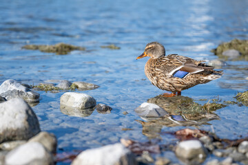 Immenstaad (2026-02)