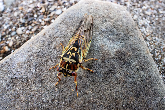Mountain cicada (Cicadetta montana, male) (Cicadidae, Hemiptera) on slopes of seaside forest hills. Sakhalin, Far eastern population. Shrilling was venerated by ancient Greeks, but detested by Virgil