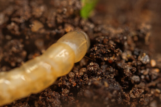 Beetle larva, wireworm, elaterid larva in soil as a pest of vegetable growing.