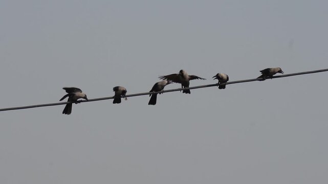 Group of crows perched in a row on an electric wire against a gray sky
