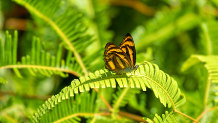Pantoporia hordonia nymphalid butterfly, common lascar butterfly like tiger sits on a fern flipper in the Borneo rainforest, monsoon season © max5128