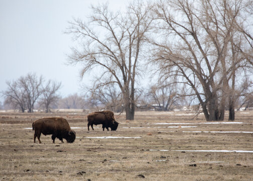 View of majestic bison graze peacefully on the vast, tawny plains beneath a sky as soft as fleece, a stark contrast to the bare, reaching branches, Morrison, Colorado, United States.