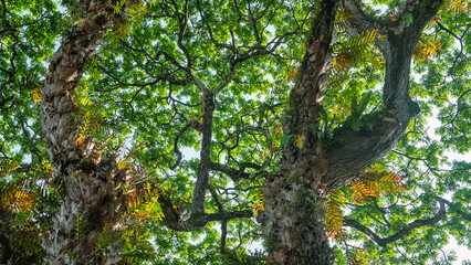 Obraz premium An old coastal tree is entwined with woody vines and covered with epiphytic ferns, tree epiphyte. The tree harbors a whole world of plants and animals, association, opium. Malaysia. Malacca