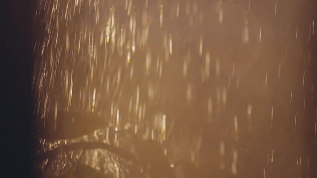 B-ROLL footage of rain falling at night among plants