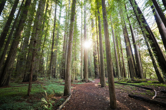 View of sunbeams pierce through the towering redwood trees, casting dappled light on the forest floor, creating a scene of natural majesty, Weott, California, United States.