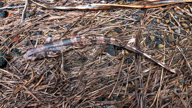 A epaulette shark (Hemiscyllium ocellatum) at untide. Shark crawls along drained bottom in search of food. Shark eats polychaetes and crabs at night. Dies in air after 3 hours. Sulawesi Sea