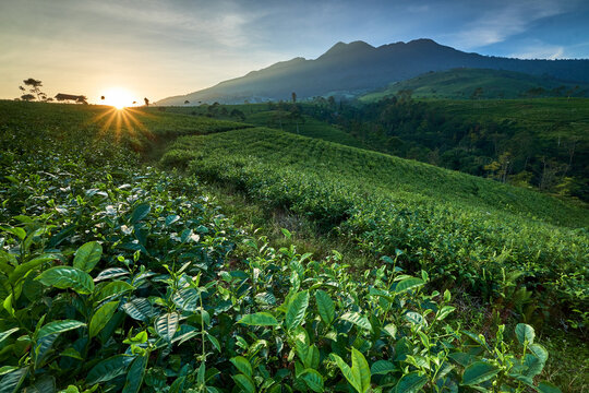 View of the golden sun rising over lush green tea plants and rolling hills, creating a picturesque landscape in Karanganyar, Central Java, Indonesia.
