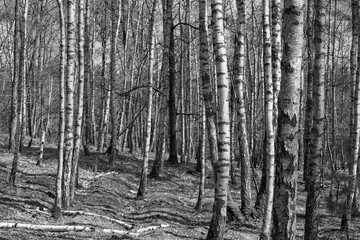 Obraz premium Deutschland, Mecklenburg-Vorpommern, Mecklenburgische Seenplatte, Müritz Nationalpark, Birkenwald