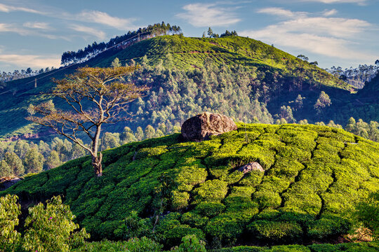 Tea plantations in Munnar, Kerala, India. Stunning views of green hills with blue sky.