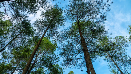 Fototapeta premium Old carvel pine forest on the island of Sulawesi, high-class forest