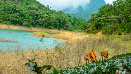 Little zebu calves play in a flowering grove, raiforest. Vietnam © max5128