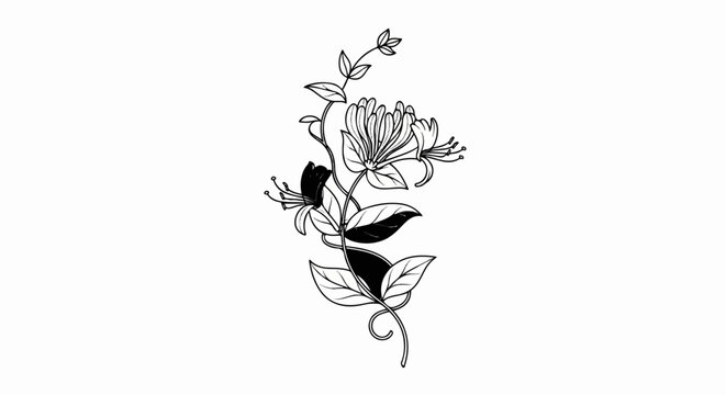Delicate black and white line drawing of honeysuckle flowers and leaves