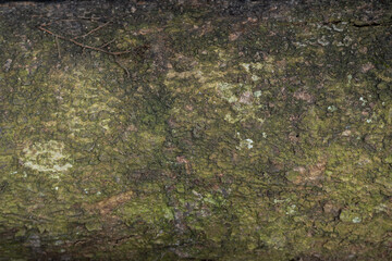 Obraz premium Close Up Texture of Tree Bark Covered in Green Moss