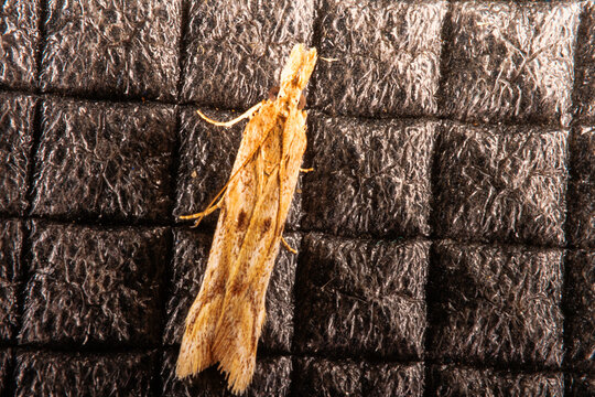 small moths of the family Crambidae- Agriphila sp. or Aethes sp. Crimea. Macro on tent fabric