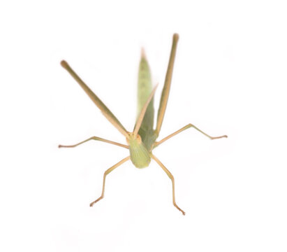 Predatory bush cricket (Saga pedo) of Crimea. Macro, isolated on white