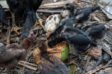 Fototapeta premium Group of Chickens and Chicks Eating from a Halved Coconut