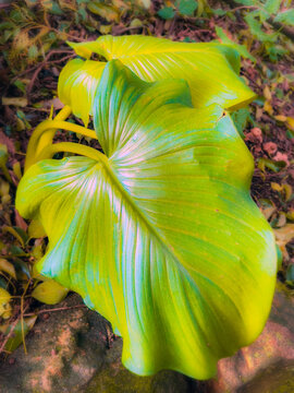 yellow tropical flower