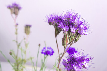 Fototapeta premium Beautiful large head of blooming phacelia tanacetifolia or purple tansy flowers.