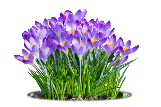 Eine Gruppe Krokusse, Fr&uuml;hlingsbooten, freigestellt als PNG-Datei