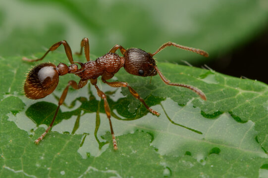Common red ant on green leaf at Warnham Local Nature Reserve