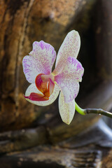 Orchidee