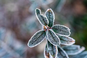 Green plant leaves covered with delicate hoarfrost and ice crystals on a cold winter morning, close-up botanical nature photography © Piotr