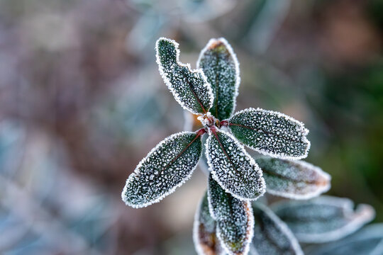 Green plant leaves covered with delicate hoarfrost and ice crystals on a cold winter morning, close-up botanical nature photography