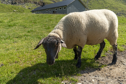 View of a grazing sheep with a dark head stands out against the vibrant green grass, under the shadow of a building, Anestolen, Sogndal, Norway.