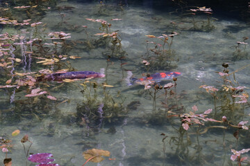 岐阜県にある美しい池、岐阜県にあるモネの池、美しい錦鯉が泳ぐ透明な池、