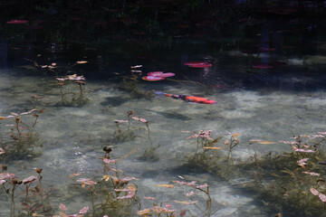 岐阜県にある美しい池、岐阜県にあるモネの池、美しい錦鯉が泳ぐ透明な池、