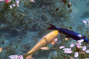 岐阜県にある美しい池、岐阜県にあるモネの池、美しい錦鯉が泳ぐ透明な池、