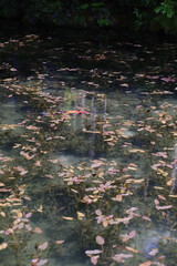 岐阜県にある美しい池、岐阜県にあるモネの池、美しい錦鯉が泳ぐ透明な池、