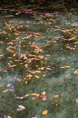 岐阜県にある美しい池、岐阜県にあるモネの池、美しい錦鯉が泳ぐ透明な池、