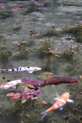 岐阜県にある美しい池、岐阜県にあるモネの池、美しい錦鯉が泳ぐ透明な池、