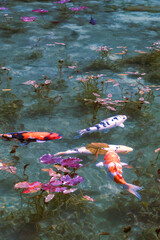 岐阜県にある美しい池、岐阜県にあるモネの池、美しい錦鯉が泳ぐ透明な池、