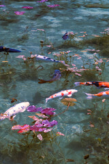 岐阜県にある美しい池、岐阜県にあるモネの池、美しい錦鯉が泳ぐ透明な池、