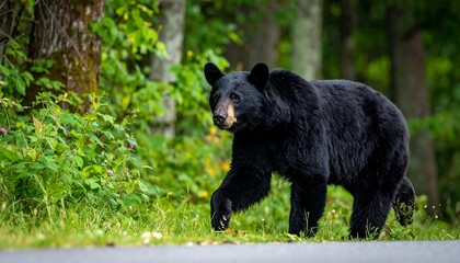 Fototapeta premium A black bear walks on a road edge alongside vibrant green foliage and trees in the background