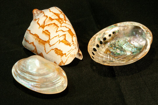 top view, close distance of, tropical clam shell, abalone shell, and Noble Volte shell with a black background