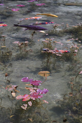 岐阜県にある美しい池、岐阜県にあるモネの池、美しい錦鯉が泳ぐ透明な池、