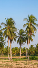 Naklejka premium palm trees on the beach